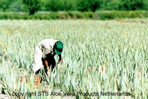 aloë vera met de hand geplukt voor ecolife