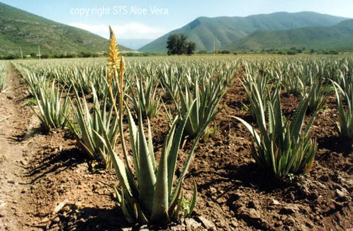 Kraan Demon Afzonderlijk Ecolife Aloë Vera Gel en Juice - Aloe Vera Puur & Gezond