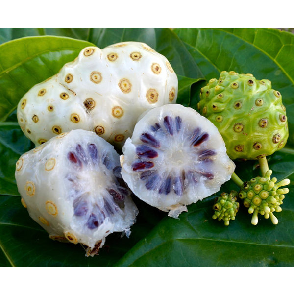 noni juice bio Raw Superfood 100% puur sap