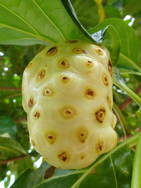 Een bijna rijpe noni vrucht. biologische noni teelt 100% natuurlijk