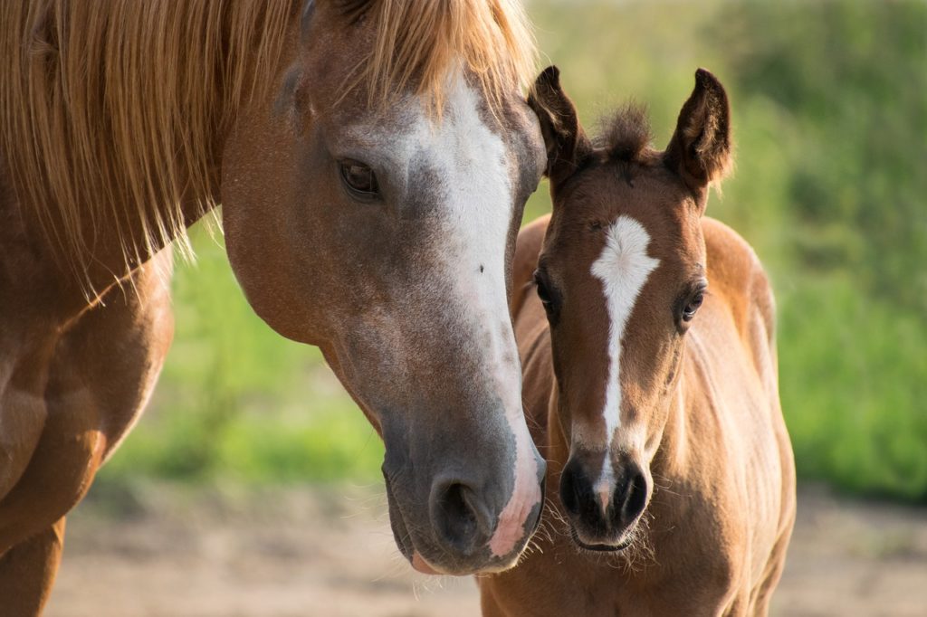 paard met veulen. Verzorging met aloe vera voor paarden en pony's