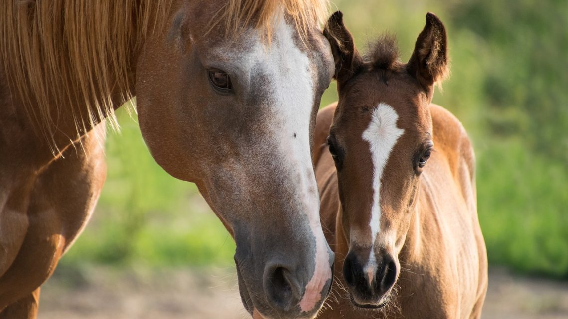 Paard Pony Aloe Vera